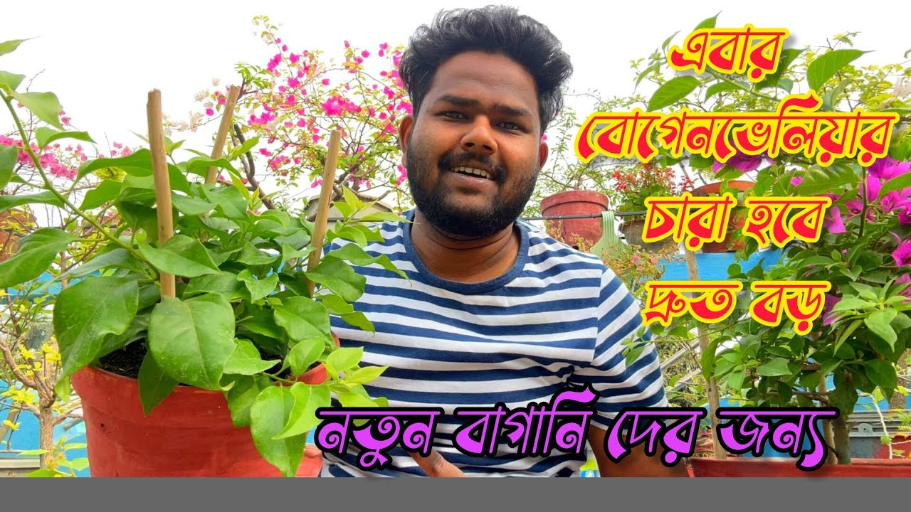 বাগানবিলাসের ছোটো চারা কে দ্রুত বড় করার সহজ পরিচর্যা | How to grow Bougainvillea in pot