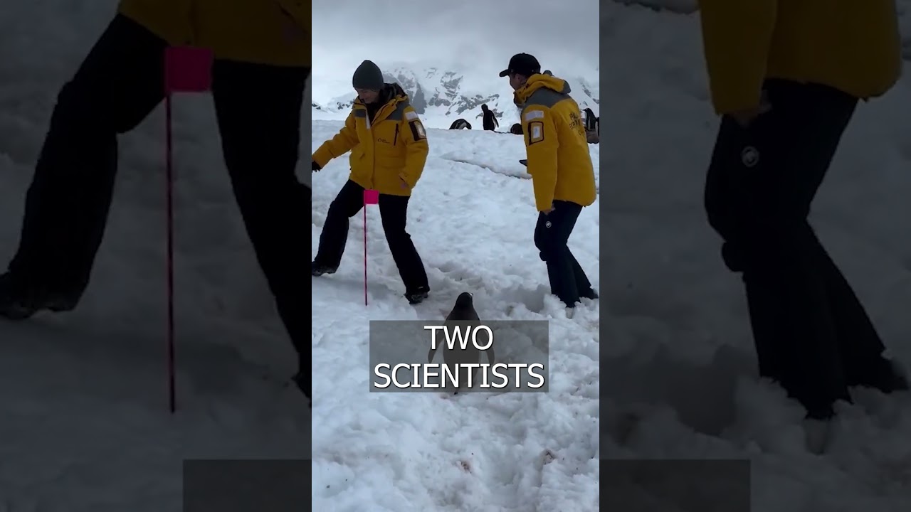 The world's most POLITE PENGUIN was found in Antarctica