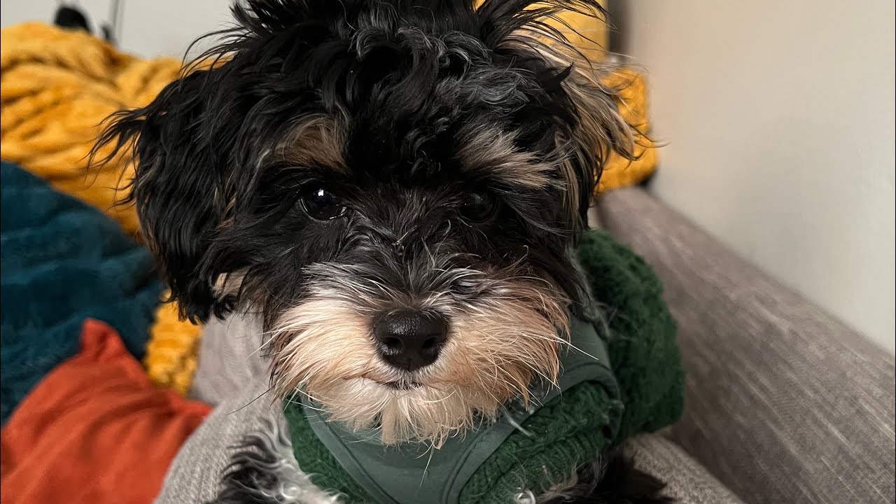 Bountiful City Dog Trainers ||| OLK9 Utah |||5 month Old Maltipoo/ Cavipoo, Gus