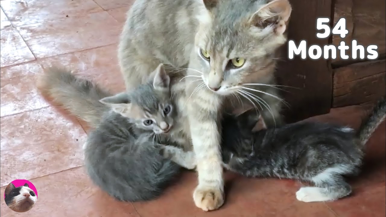 Как растет котенок: от 1-54 месяцев!