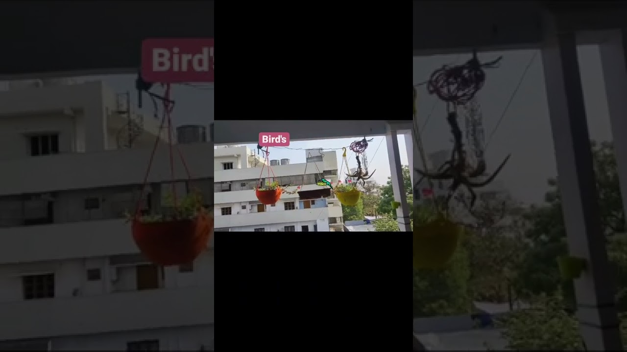 #birdsfeeder #komaliarts #birdlove #save birds