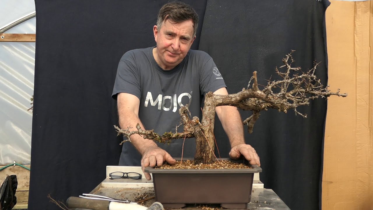 Improving the success of collected Yamadori Part 1