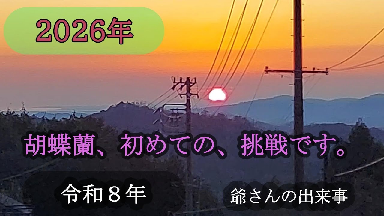 爺さんの色々な出来事で、胡蝶蘭の植え替えに挑戦です。#胡蝶蘭 #シニア  #猫