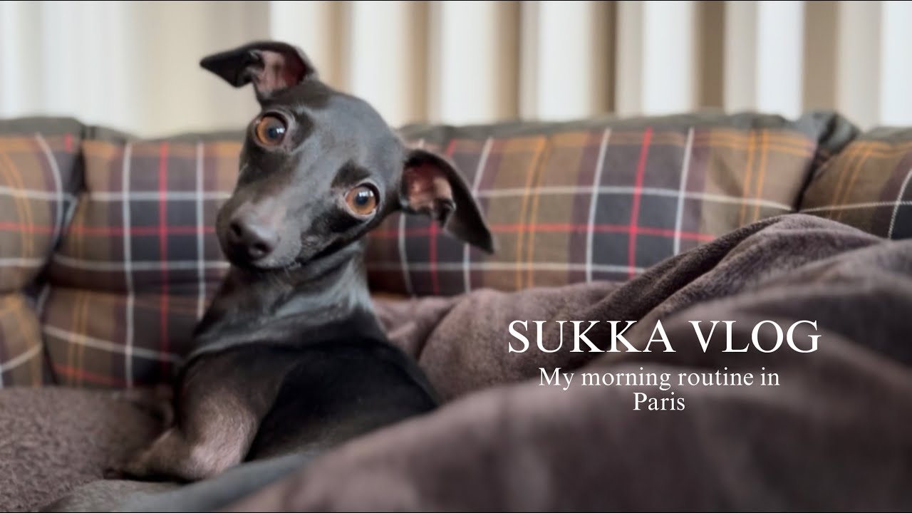 MY MORNING ROUTINE - Sukka The Italian Greyhound