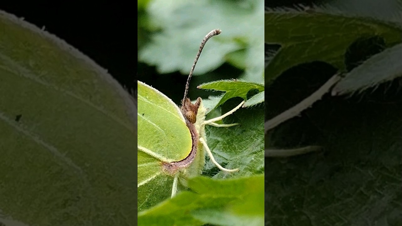 a greenish Brimstone