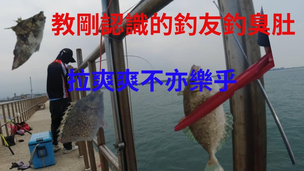 台南|安平|南堤|釣魚|遇到|釣魚新手|教新手|磯釣|臭肚|拉到|其他|釣友來問他|臭肚|怎麼釣|用什麼練餌 #臭肚  #練餌 #蘇信州 #fishing #クロダイ #감성돔 #ตกปลา