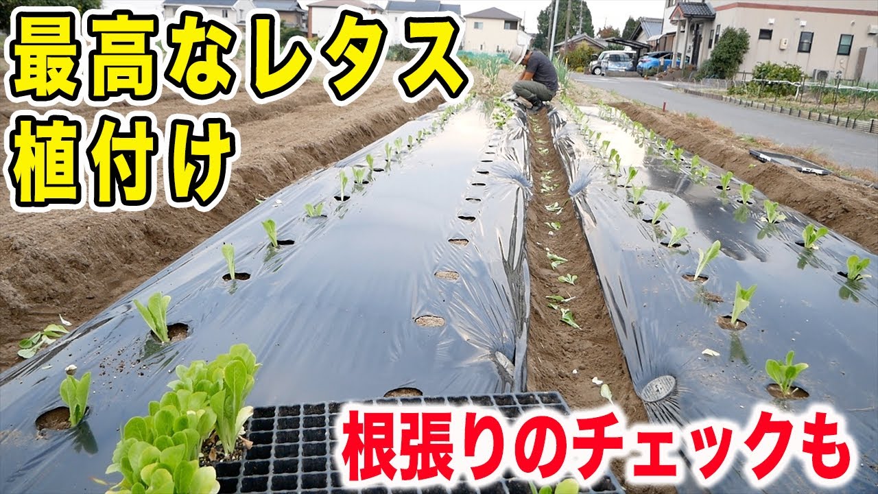 ロメインレタス植付け　苗の根張りがすごい！