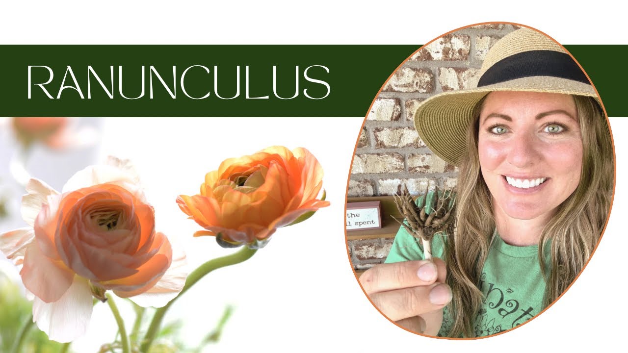 Garden Chores: How To Harvest Ranunculus Corms & Garlic | Planting Summer Crops