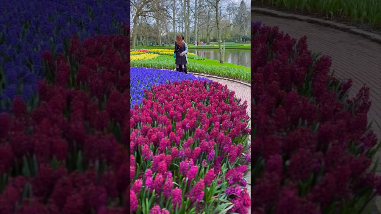 Must do in Amsterdam: Keukenhof - The World&rsquo;s Biggest Flower Garden! 🌺