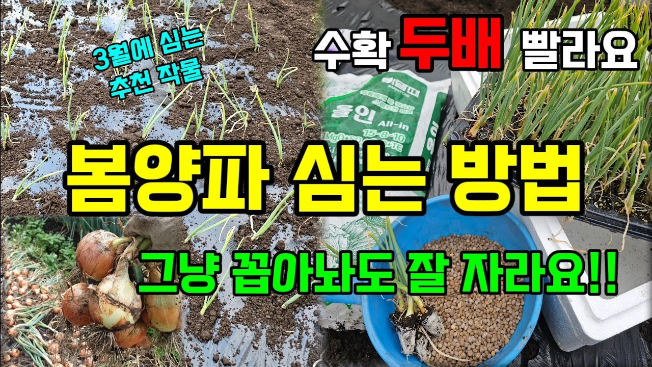 봄양파 심기 수확이 빨라 3월에 심으면 장마전 수확해요 꼭 심으세요 #양파심는시기방법