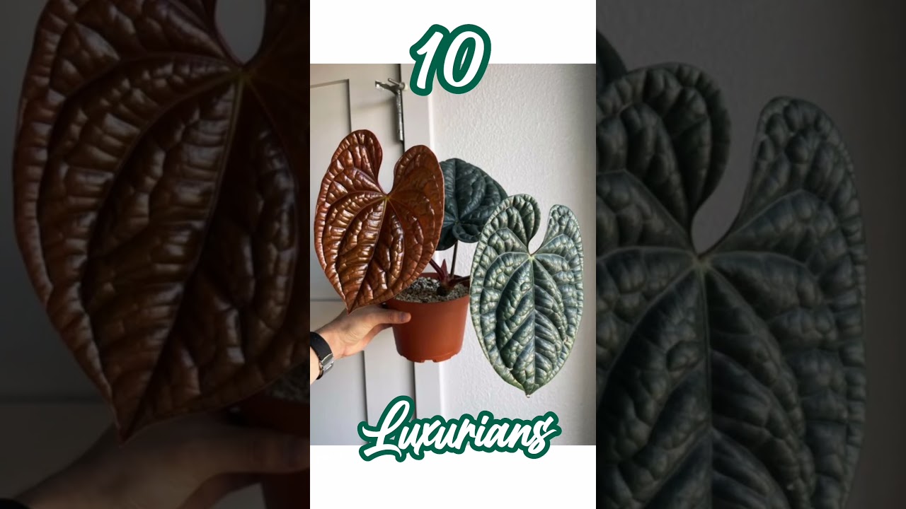 Top 10 Anthurium Varieties