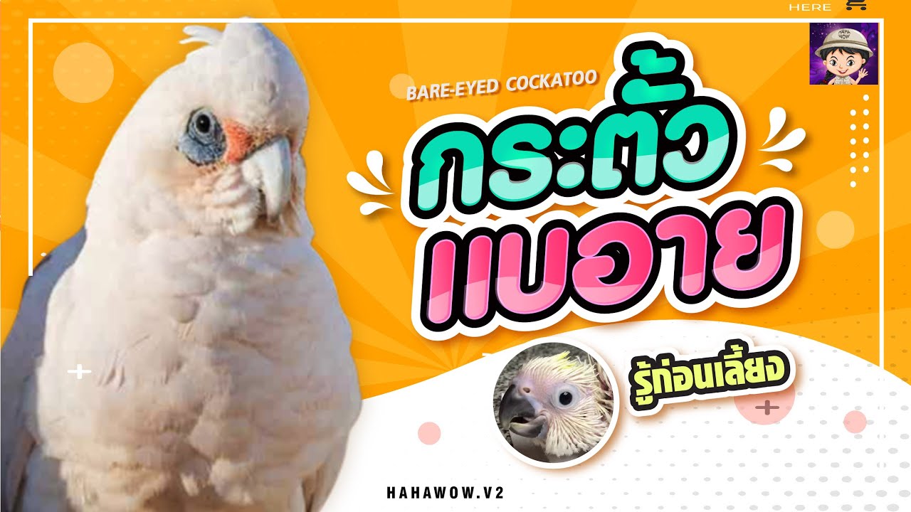 นกกระตั้วเเบอาย /Cockatoo Bare eye รู้ก่อนเลี้ยง