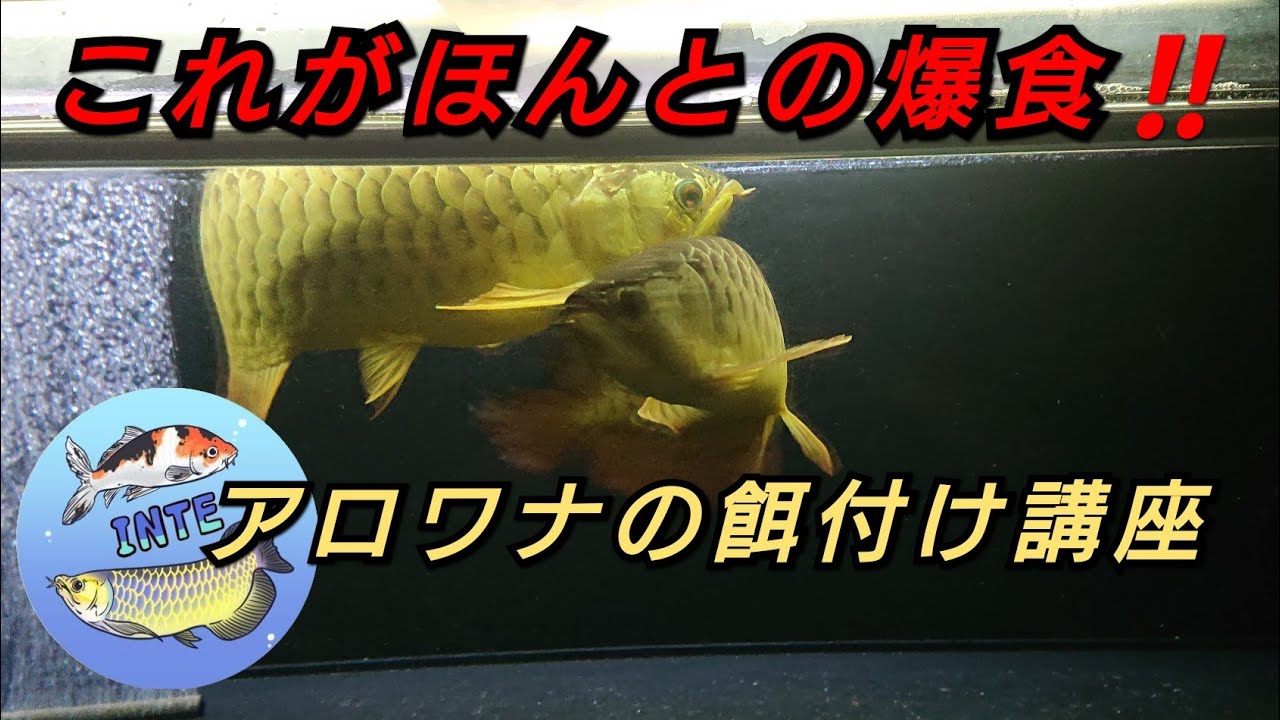 インテさんに聞く‼️アロワナ餌付け講座‼️餌付けの完成形がここにある‼️