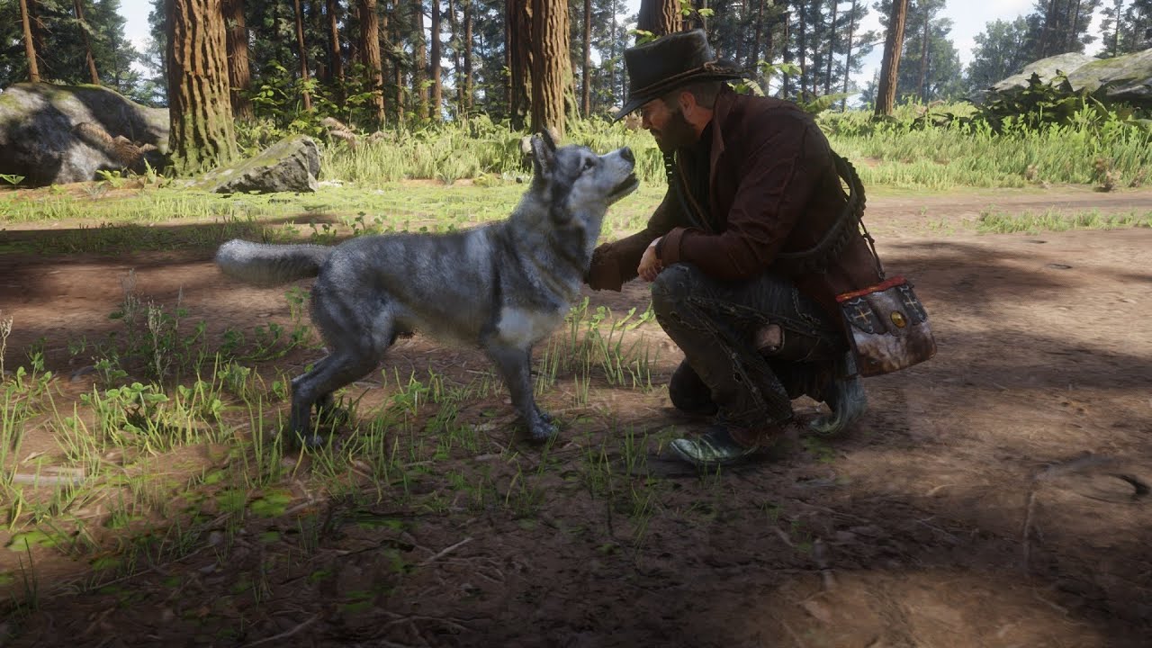 How To Study The Siberian Husky As Arthur