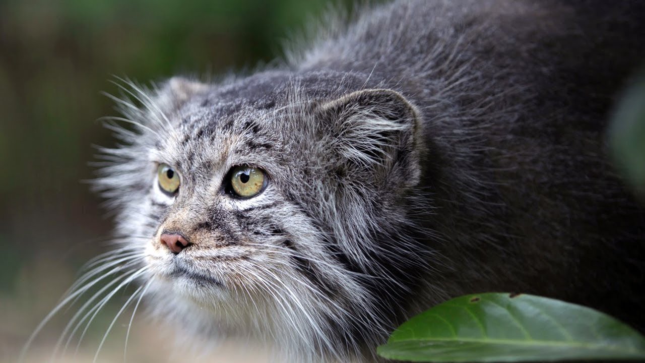 Manul - najbardziej zły kot na świecie. Interesujące fakty o manulu