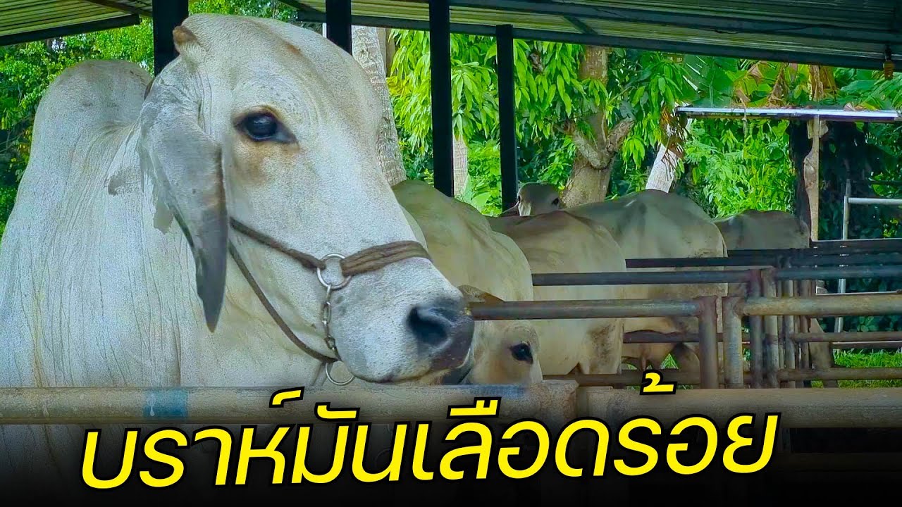 เลี้ยงวัวบราห์มันเลือดร้อยเป็นอาชีพให้สำเร็จ เป็นอย่างไร ฟังพี่จอมพูด