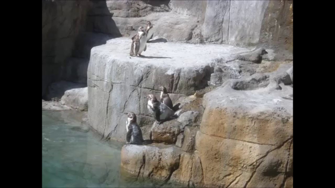 Zoológico Metropolitano, cerro san Cristobal Santiago de Chile 15-01-2016