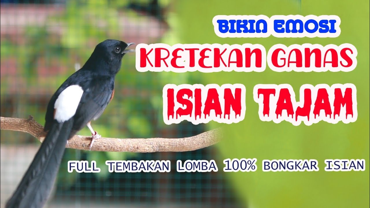 KRETEKAN MURAI BATU MEMANCING EMOSI