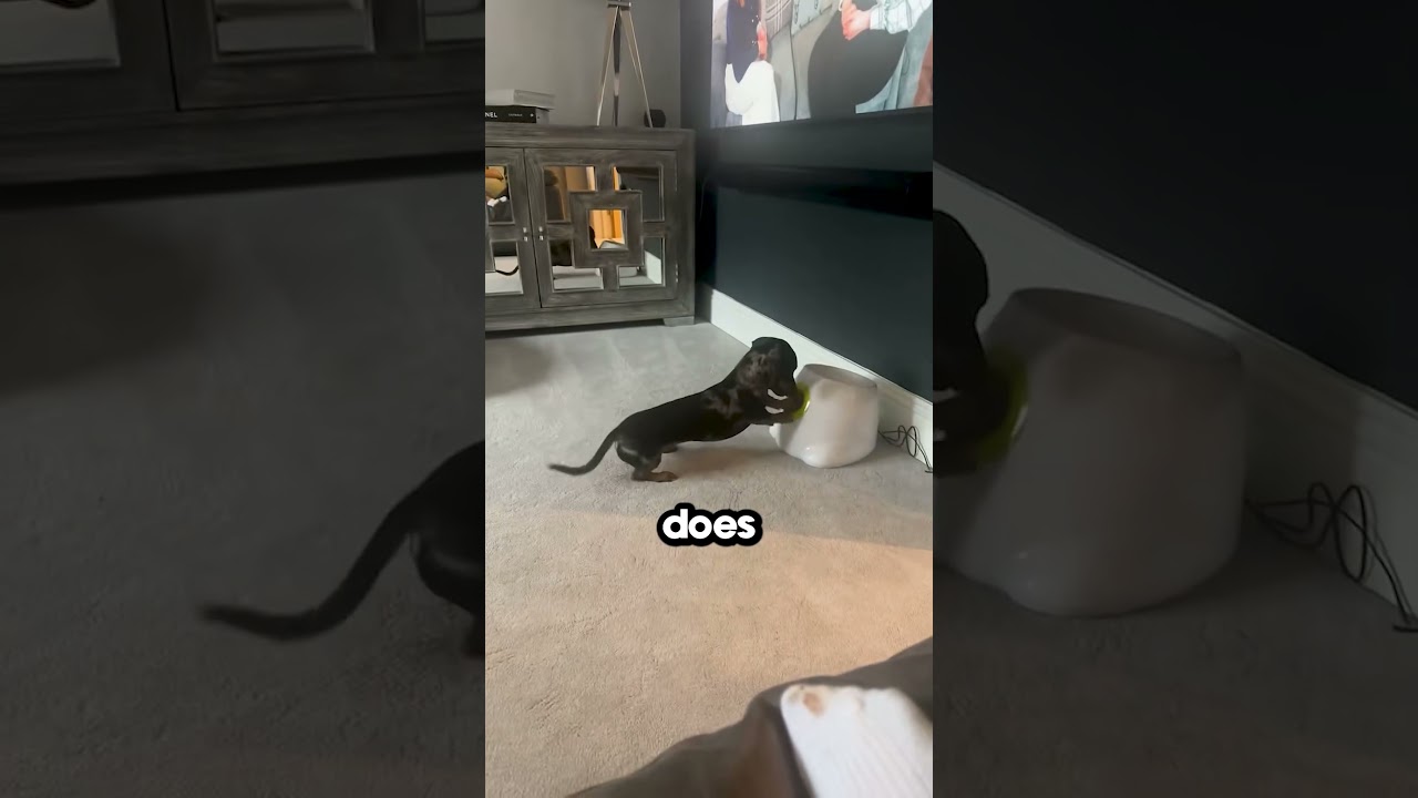 Never Get a Dachshund Pt. 2 😂
