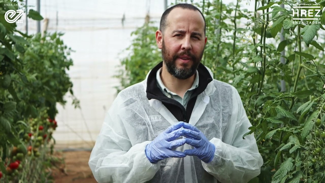 Portainjertos HREZ de Enza Zaden: protecci&oacute;n extra para tu cultivo de tomate