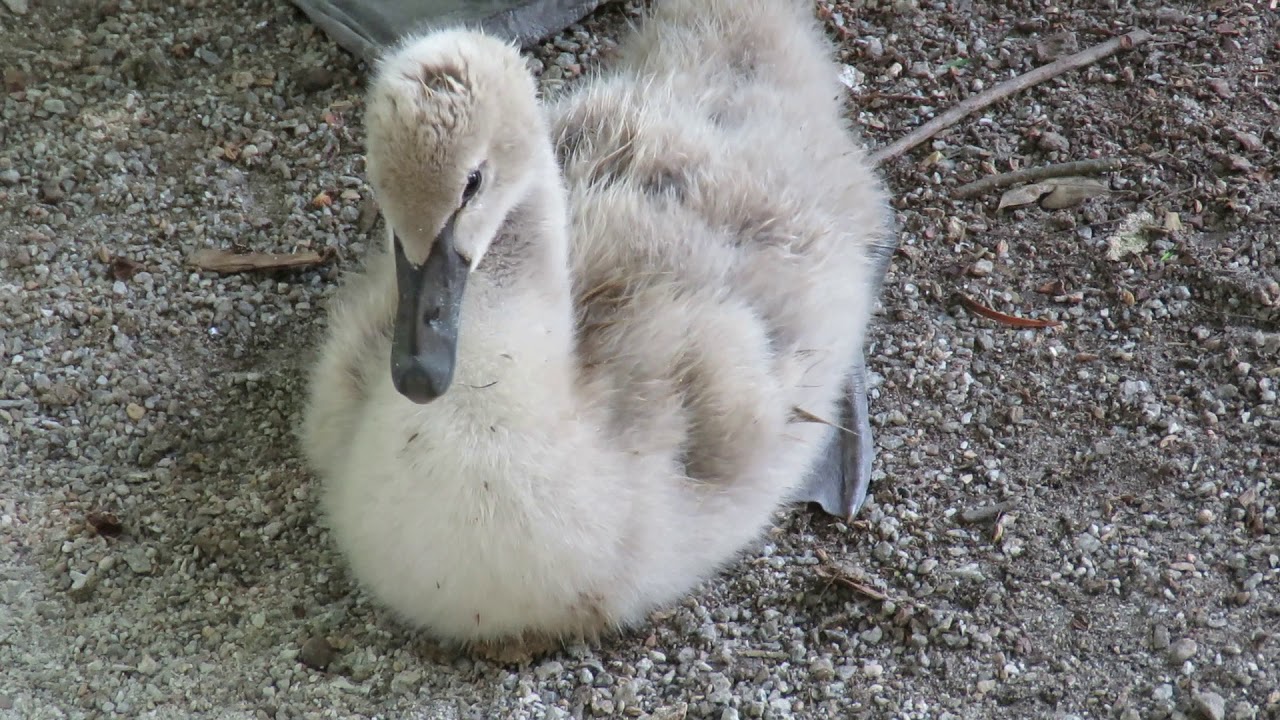 Baby Black Australian Swan Rescued by Nice Lady from Parent Plucking Feathers at Swan Lake Iris Gard