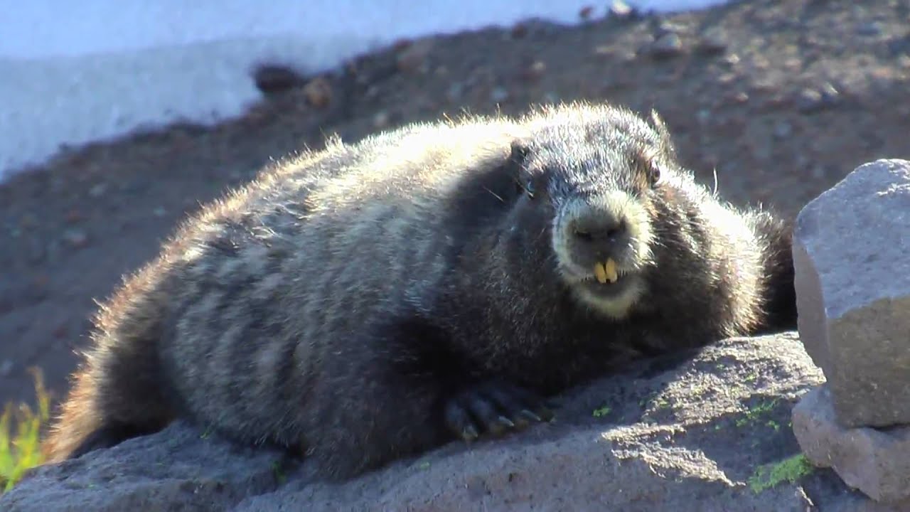 MARMOT, Mt Rainier