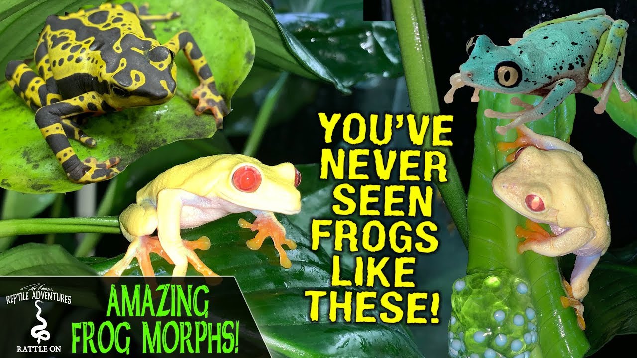 AMAZING FROG MORPHS OF RAINFOREST JUNKYS! | FROG BREEDING AND CARE!