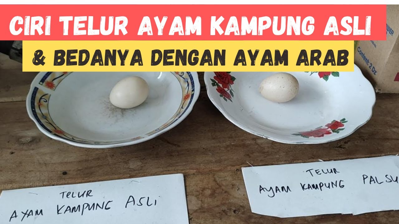 Ciri Telur AYAM KAMPUNG ASLI dan Bedanya dengan AYAM ARAB