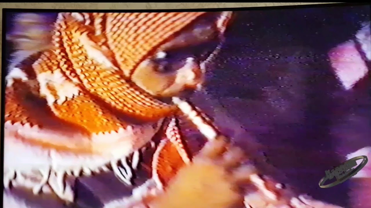 افراح المزيريب تعليلة برهان  عبدالله الصبيحي في 1987
