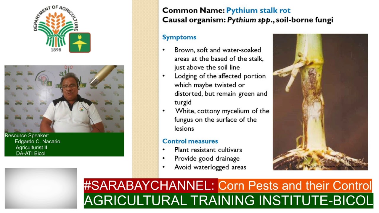 Corn Pest and their control