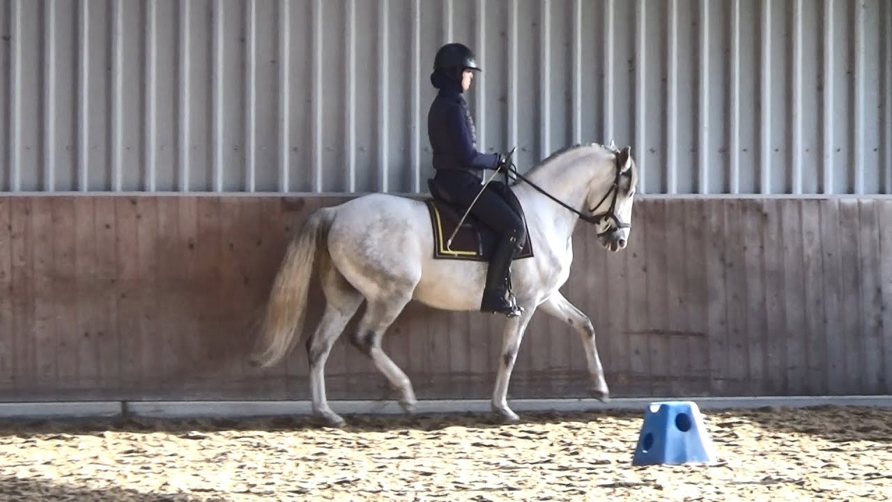 Piaffe & Changementen trainen met Illustro | 𝘚𝘯𝘶𝘪𝘵𝘢𝘣𝘭𝘦