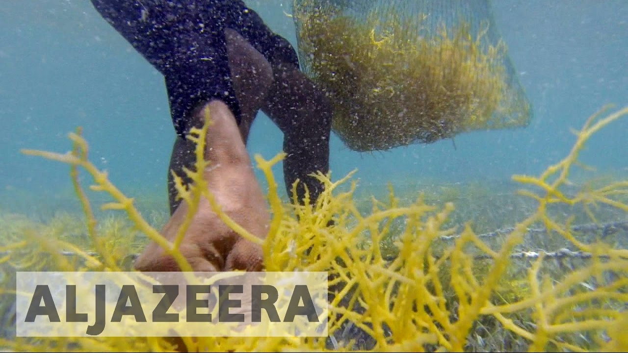 Belize: Villagers farming seaweed to prevent over-fishing