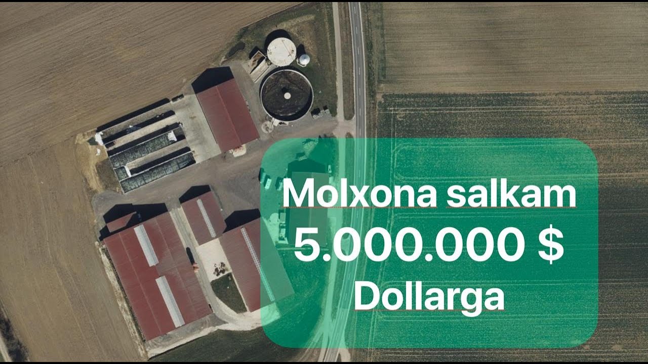 Salkam 5 Millon Dollarlik ferma #idealagrar #simmental #cow #feed #usbekistan
