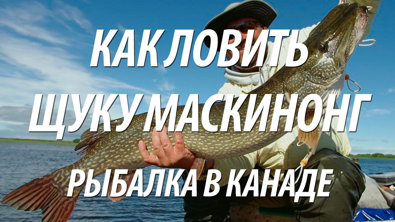 ЩУКА МАСКИНОНГ НА СПИННИНГ. РЫБАЛКА В КАНАДЕ НА РЫБУ МАСКИНОНГА И БАССА