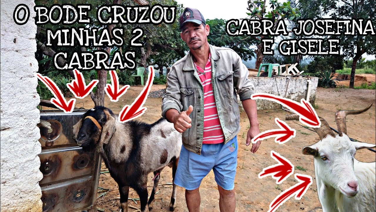 AS CABRAS NÃO ENTRAM NO CIO SE NÃO SEPARAR OS FILHOTES DELA