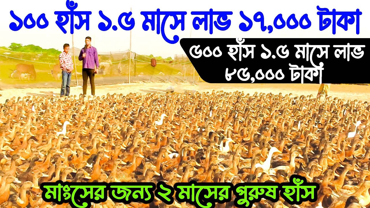 ৫০০ পুরুষ হাঁস ১.৫ মাসে লাভ ৮৫,০০০ টাকা || ১০০ পুরুষ হাঁস ১.৫ মাস পালনে লাভ ১৭,০০০ টাকা | @কৃষি নিউজ