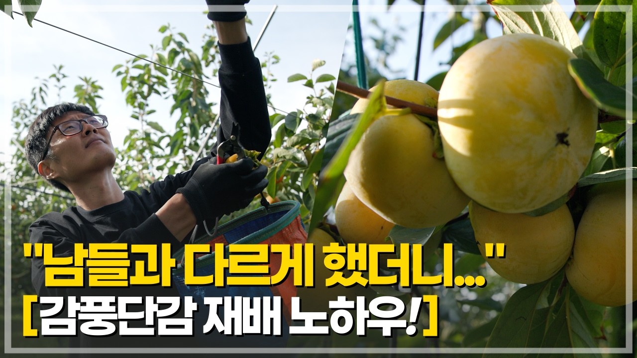 대한민국 최고의 단감을 만드는 청년농부가 농사 짓는 법 | 감풍단감 재배 노하우 | 한국과수대전 대상 수상 비결