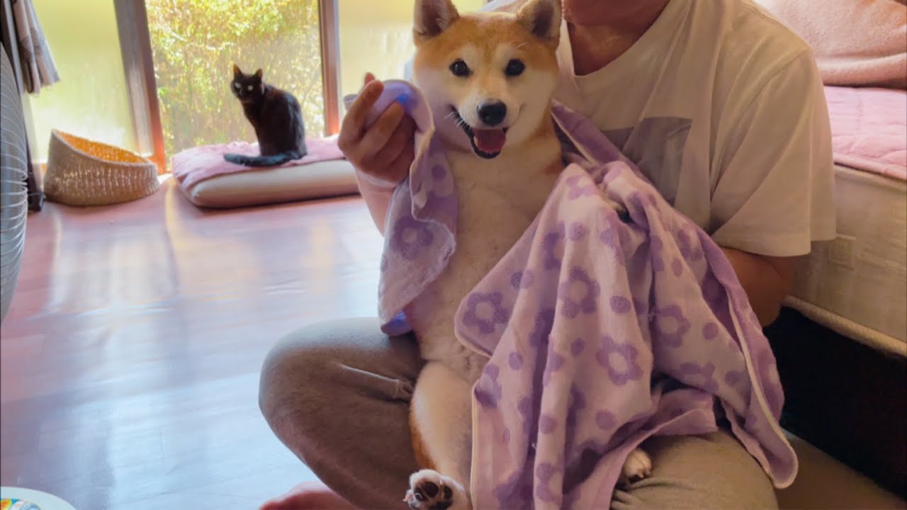 お風呂で泣き叫んでいたとは思えないほど余裕の表情で拭かれているもも　Momo after the bath