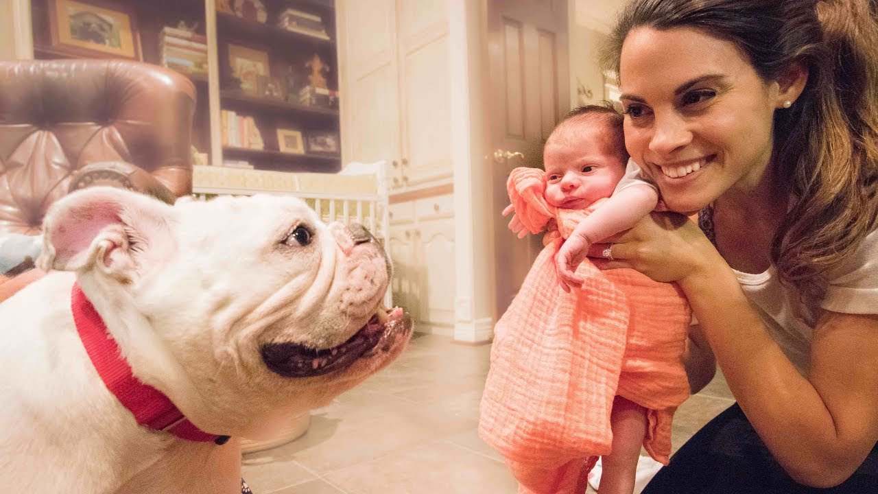50 Pound Bulldog Meets Baby For The First Time
