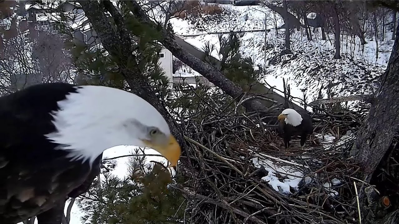 Trempealeau Eagles. Let's move a few sticks - 01-24-2024