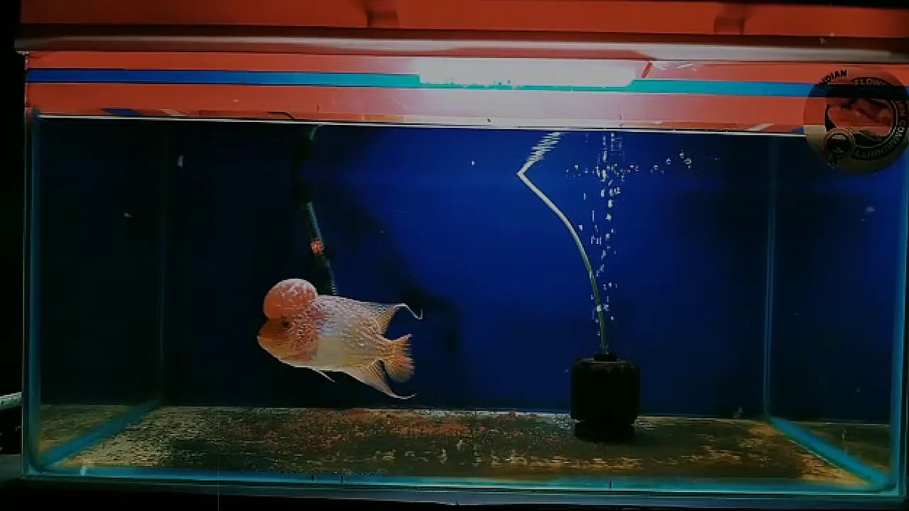 GB & GBKML FLOWERHORN