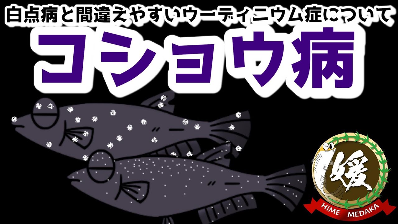 メダカとコショウ病～白点病と勘違いしやすいウーディニウム症について～【媛めだか/メダカの病気】