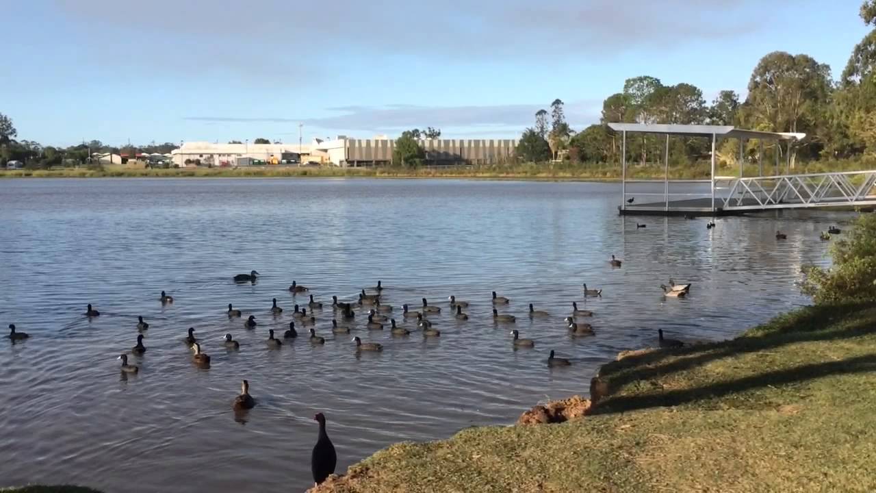 Coffee with Ducks