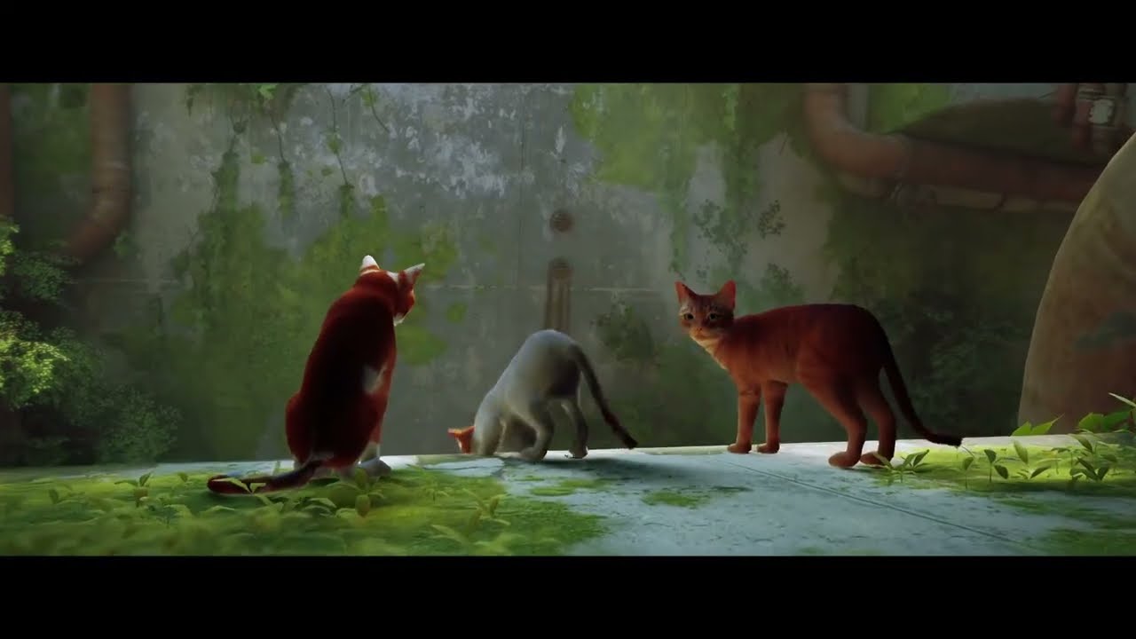 Stray