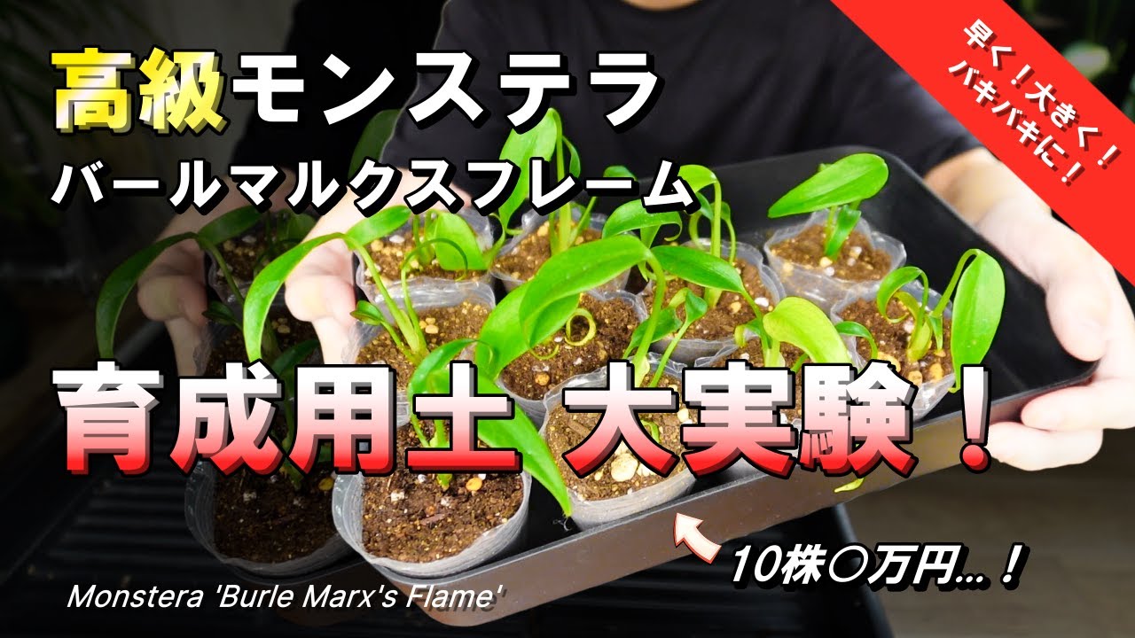 【用土比較】高級モンステラを爆速育成できる用土はどれ？！４種類を比較実験！｜バールマルクスフレーム