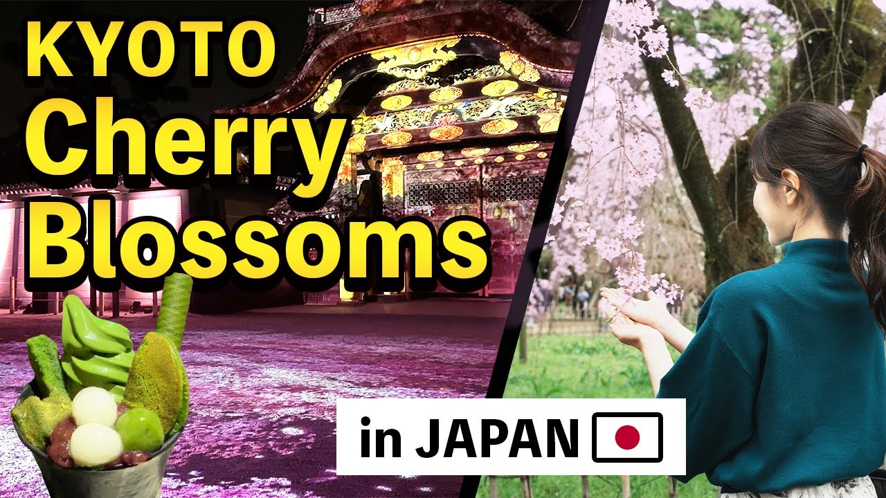 Discover KYOTO🇯🇵 Tour of Stunning Cherry Blossom Spots, Vegetable Sushi, and Matcha Treats