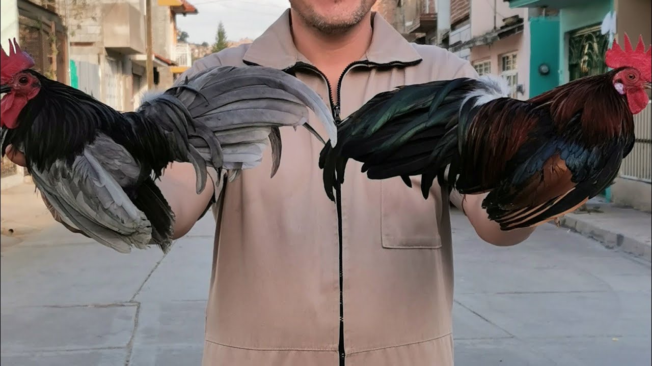 Colores de gallos Aztecas y caracteristicas