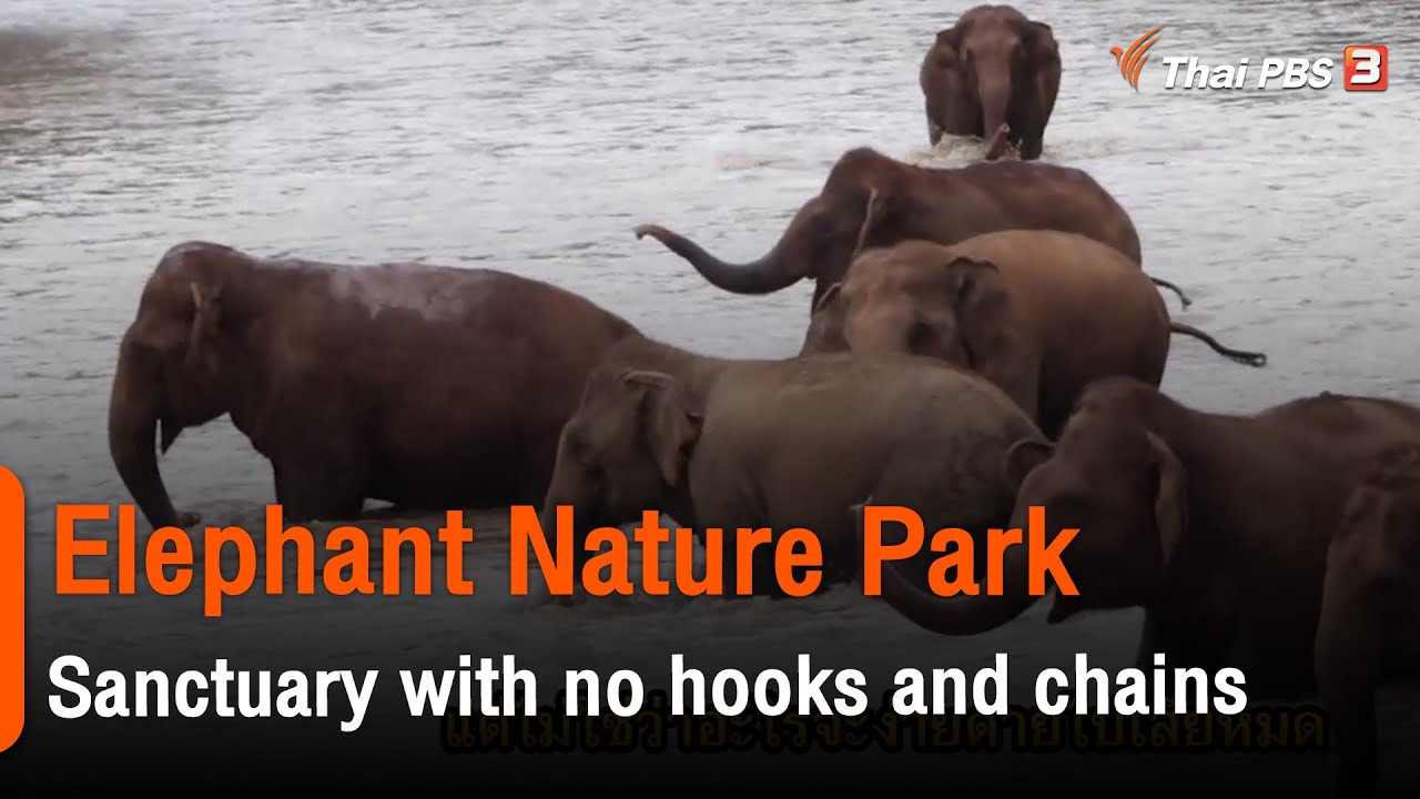 Elephant Nature Park : Sanctuary with no hooks and chains  (11 ธ.ค. 64)