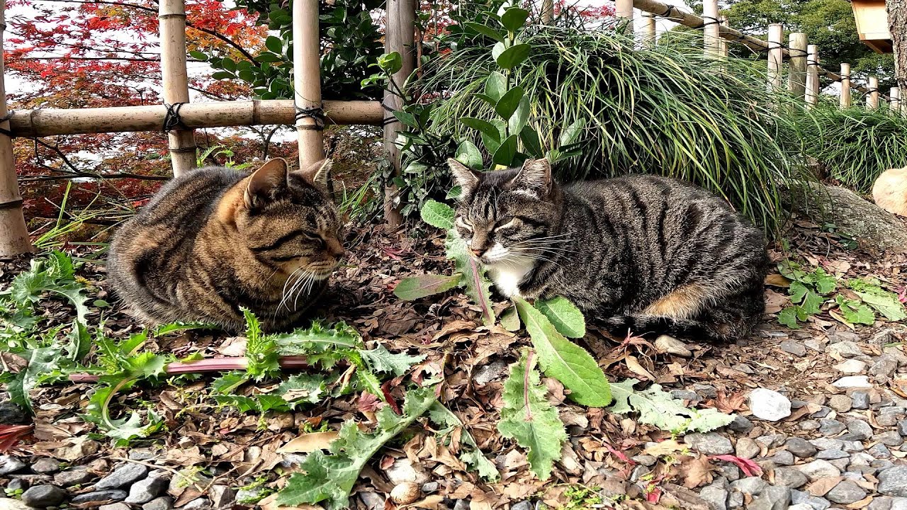 仲良し野良猫はみんなでお昼寝中