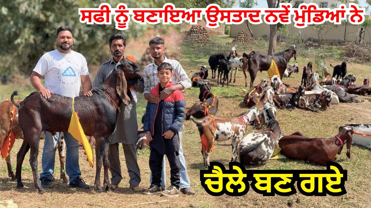 ਸਫੀ ਨੂੰ ਬਣਾਇਆ ਉਸਤਾਦ ਨਵੇਂ ਮੁੰਡਿਆਂ ਨੇ ਕਹਿੰਦੇ ਸਾਰਾ ਕੁਝ ਸਿੱਖਣਾ ਹੁਣ ਬੱਕਰੀਆਂ ਬਾਰੇ